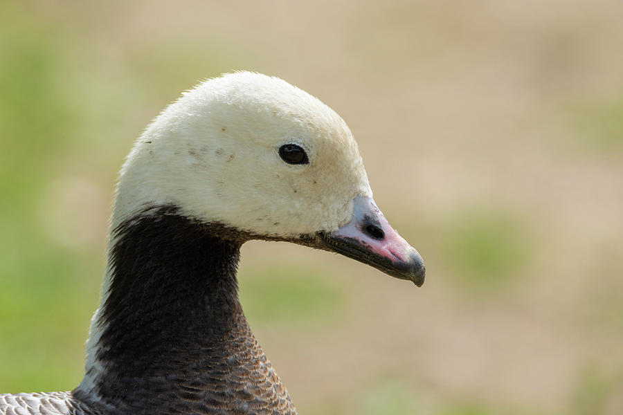 Emperor Goose Head Photograph by Scott Lyons