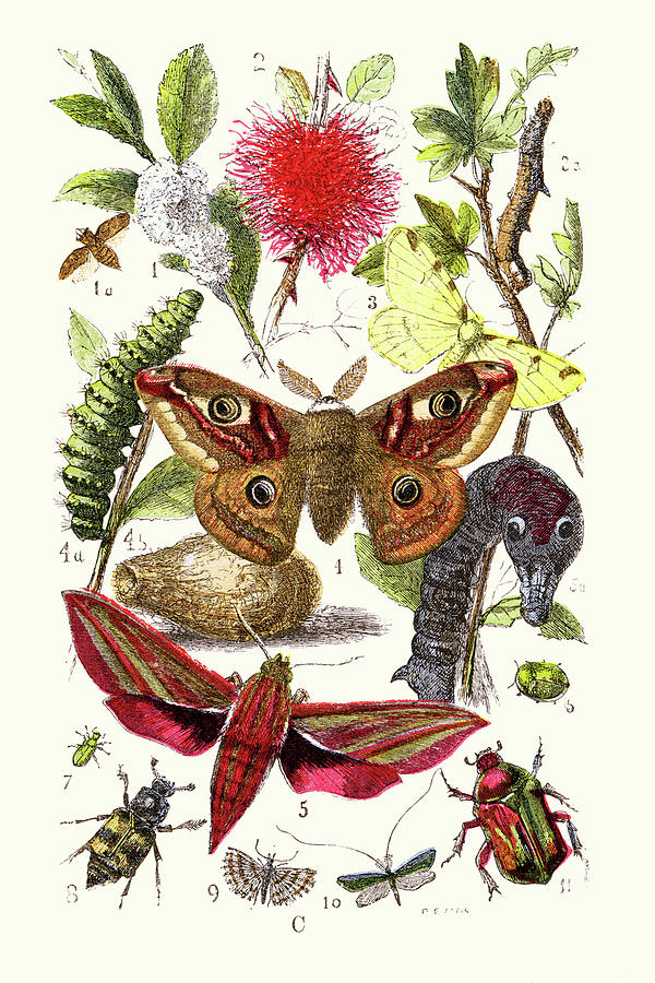 Emperor Moth, Elephant Hawk Moth, Tortoise Beetle Painting by James Sowerby