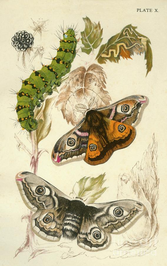 Emperor Moths Drawing by Print Collector