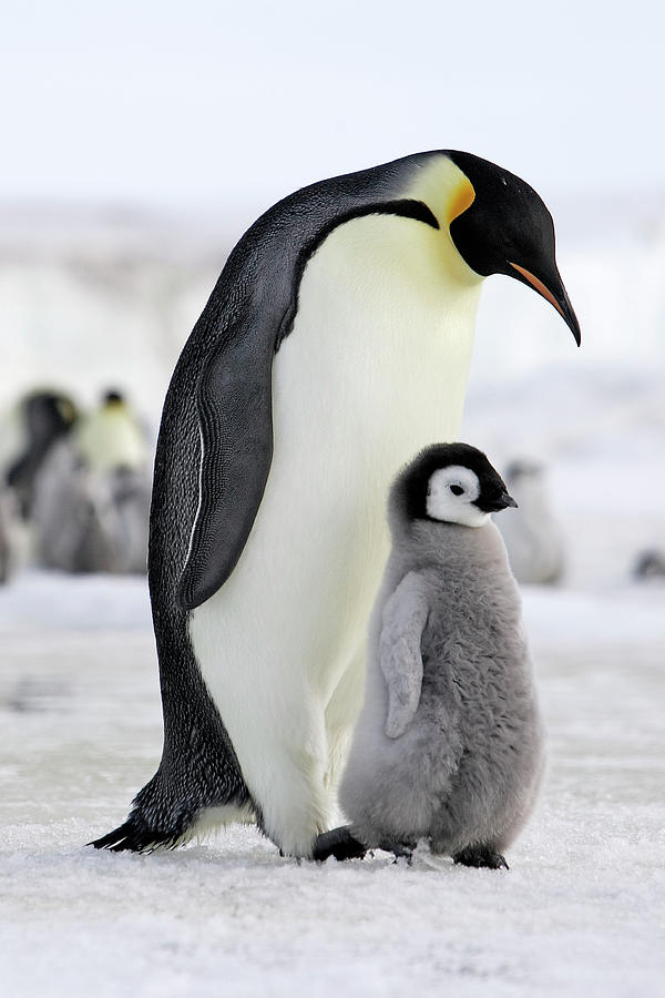 Emperor Penguin Adult With Chick, Antarctic Peninsula Photograph by ...