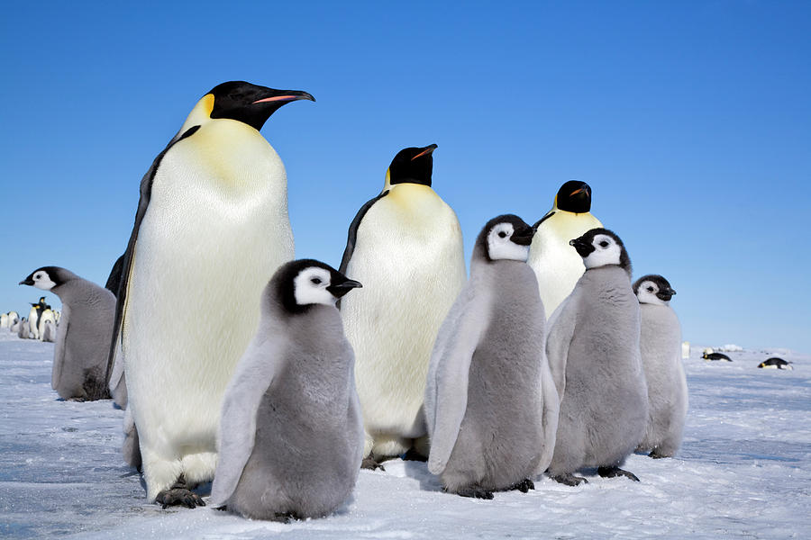 https://images.fineartamerica.com/images/artworkimages/mediumlarge/2/emperor-penguin-adults-and-chicks-snow-hill-island-rookery-antarctica-sue-flood--natureplcom.jpg