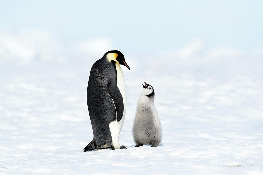 Emperor Penguin And Chick Photograph By Dr P Marazzi Science Photo Library Pixels