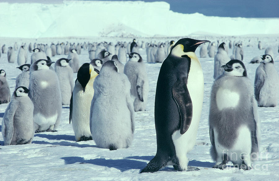 Emperor Penguin And Chicks Photograph by British Antarctic Survey ...