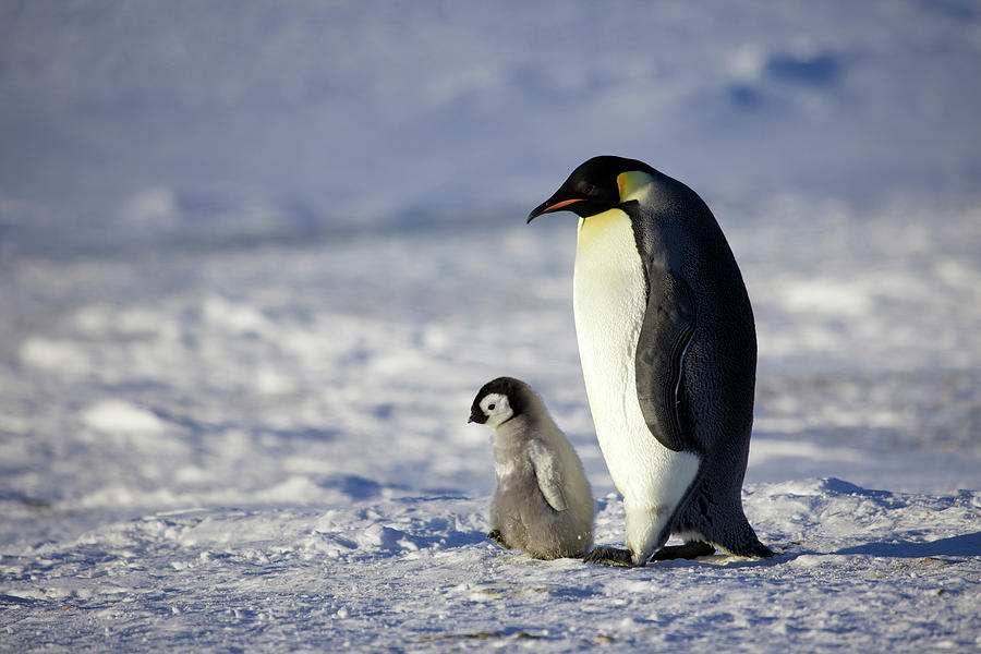 Emperor Penguin, Antarctica Photograph by Fred Olivier / Pixels