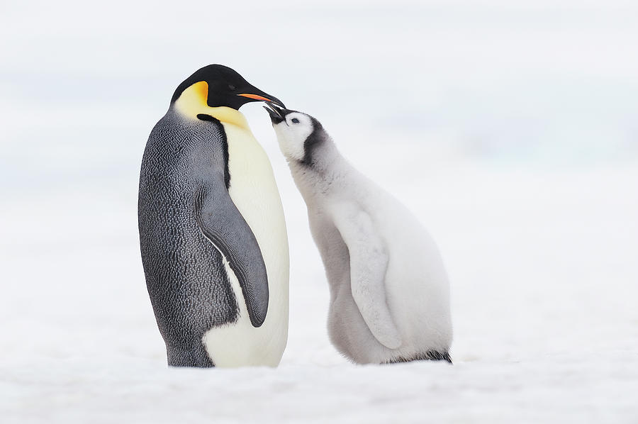Emperor Penguin Chick And Adult Photograph by Martin Ruegner