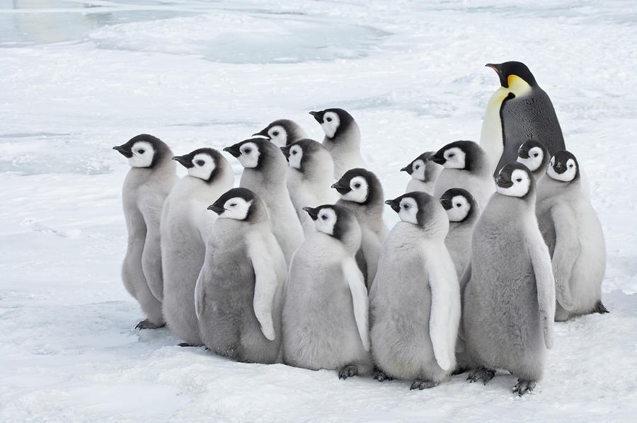 Emperor Penguin Chicks Aptenodytes Photograph By Bill Coster