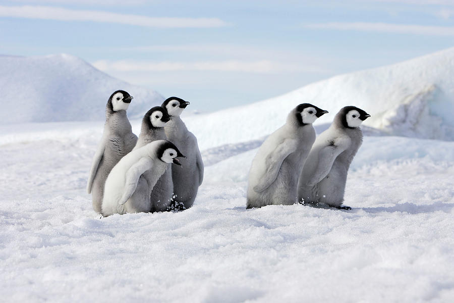 Emperor Penguin Chicks On Ice, Snow Hill Island, Antarctic Photograph ...