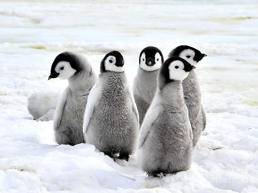 Emperor Penguin Chicks On The Snow In Photograph By Vladsilver