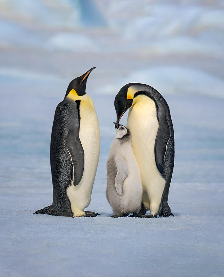 Emperor Penguin Family 2 Photograph by Siyu And Wei Photography - Fine ...