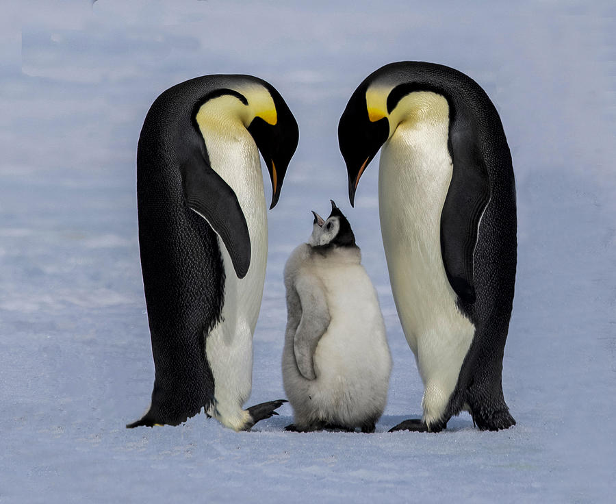 Emperor Penguin Family Photograph by Qiang Liu - Fine Art America