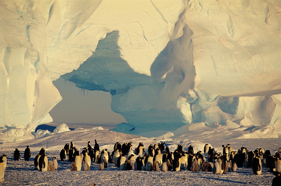 Emperor Penguin Group  Aptenodytes Photograph by Nhpa