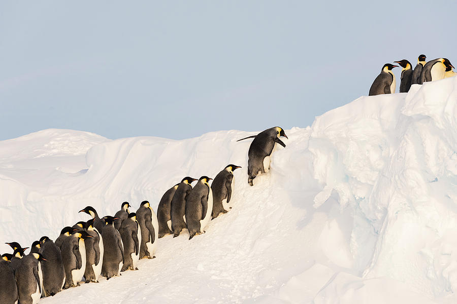 Emperor Penguin Group Climbing Up Slope, Atka Bay, Antarctica ...