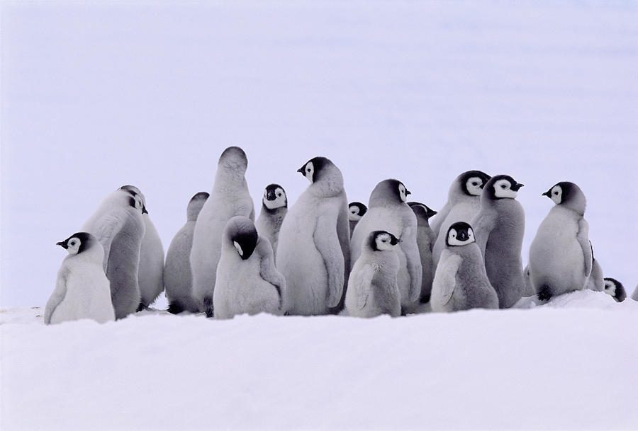 Emperor Penguin Group Of Young Photograph by Nhpa