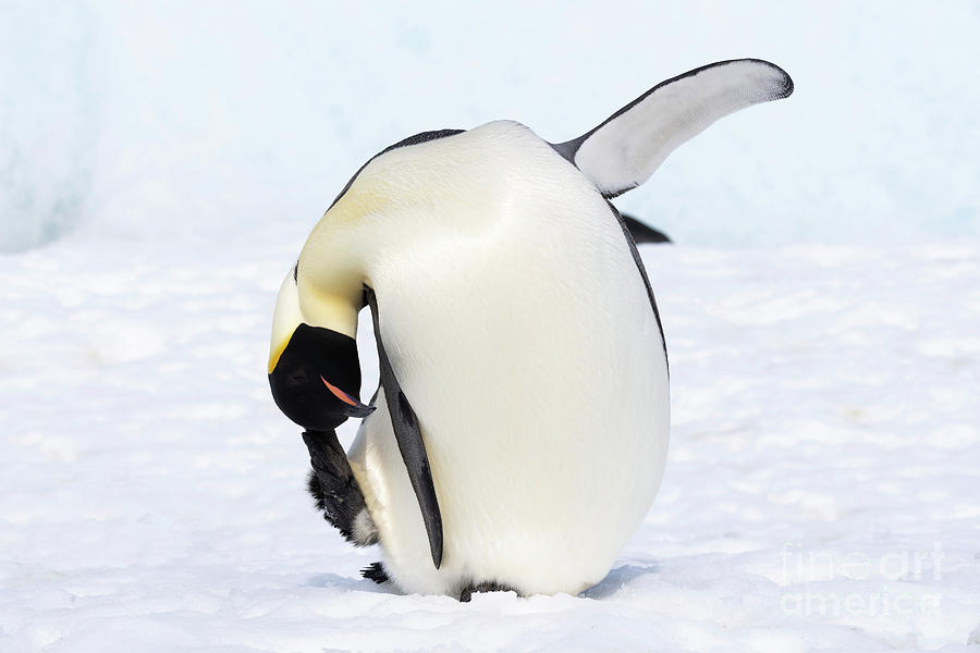 Penguin Photograph - Emperor Penguin Scratching Its Head by Dr P. Marazzi/science Photo Library