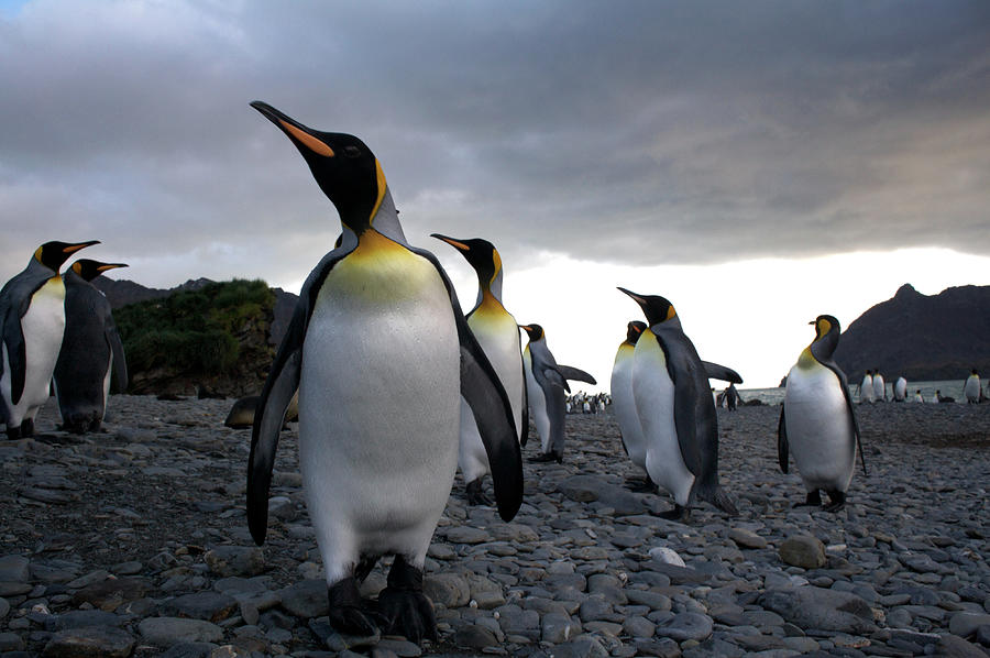 Emperor Penguin Photograph by Simon Bottomley