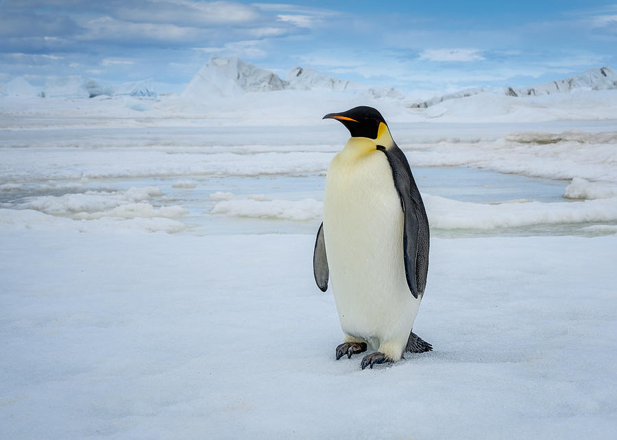 Penguin Photograph - Emperor Penguin by Siyu And Wei Photography