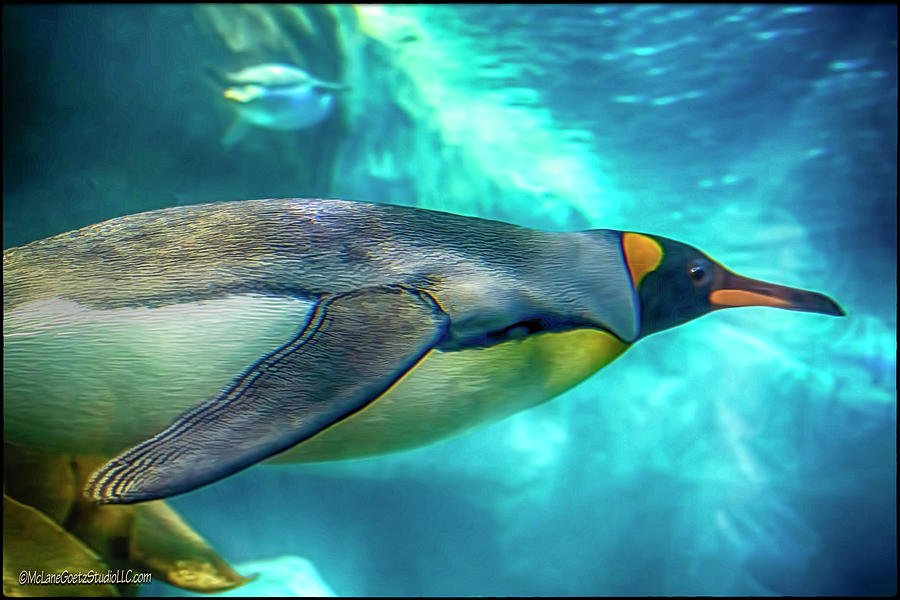 Penguin Photograph - Emperor Penguin Swim by LeeAnn McLaneGoetz McLaneGoetzStudioLLCcom
