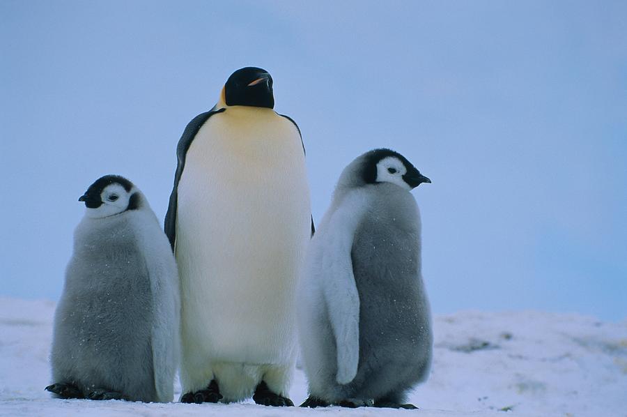 Emperor Penguin With Chicks Aptenodytes Forsteri Antarctica Photograph By Konrad Wothe Fine