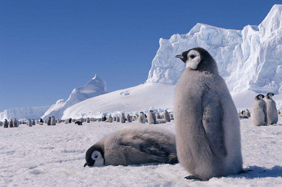 Emperor Penguin Young Photograph by Nhpa