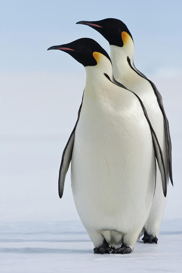 Emperor Penguins Photograph by A Gandola
