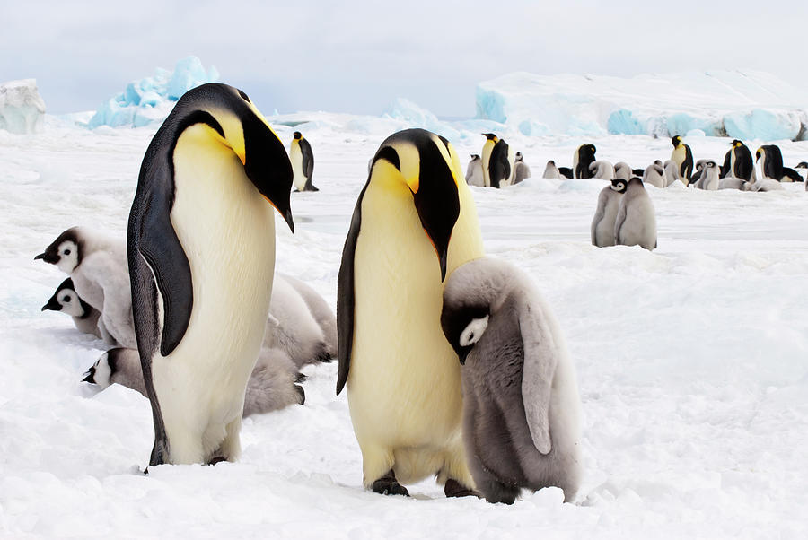 Emperor Penguins And Chick Photograph by Mike Hill
