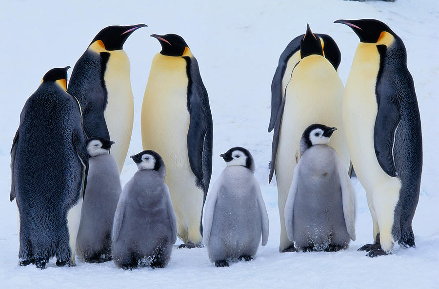 Emperor Penguins And Chicks Aptenodytes Photograph by Art Wolfe