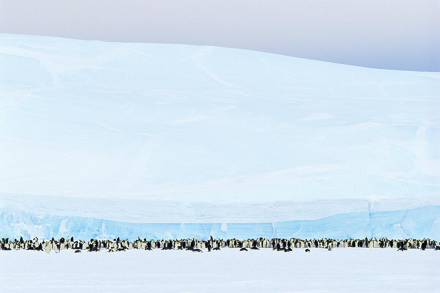 Emperor Penguins Colony Aptenodytes Photograph by Art Wolfe
