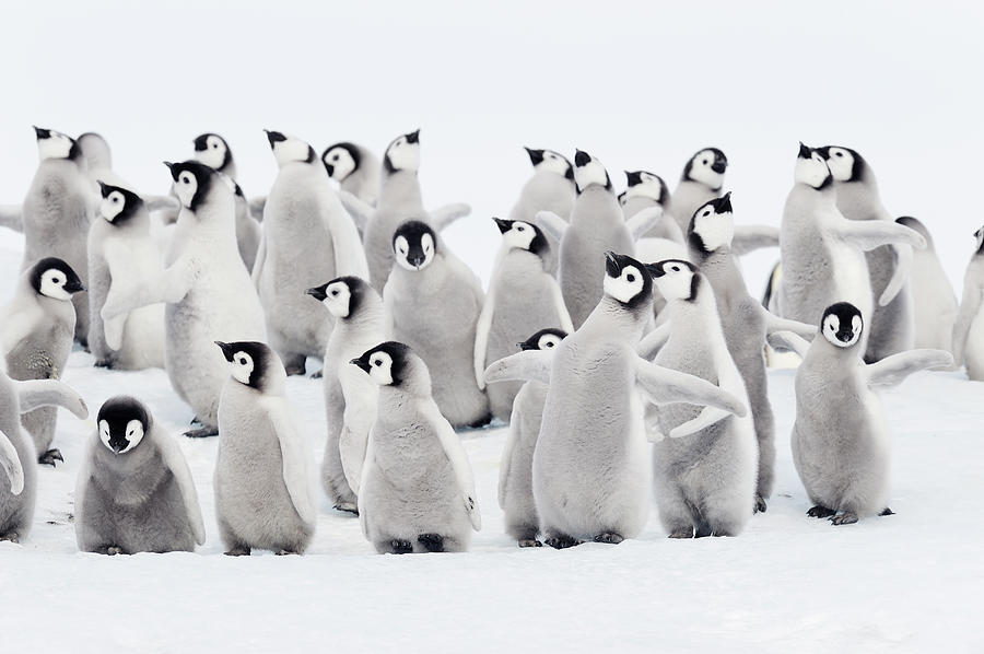 Emperor Penguins, Group Of Chicks Photograph by Martin Ruegner