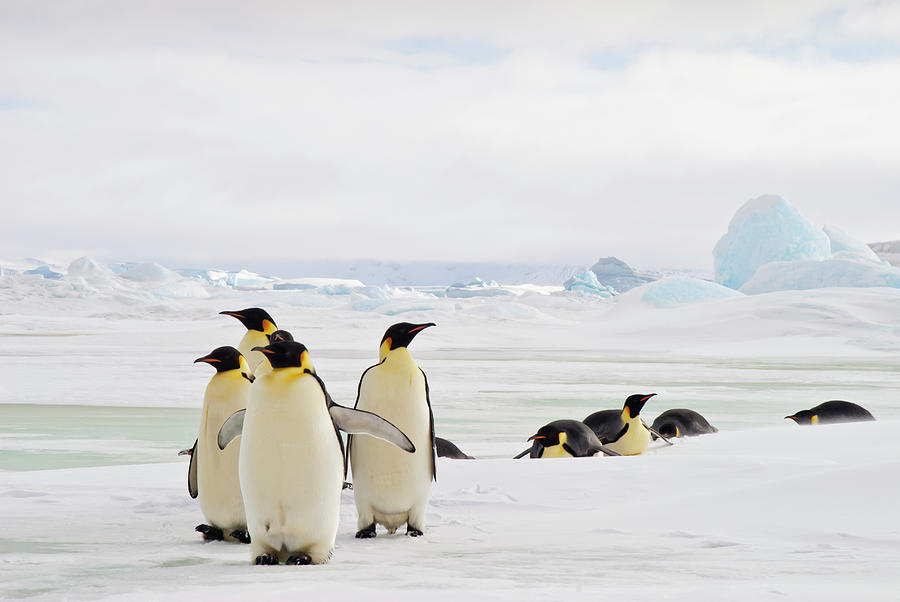 Emperor Penguins In The Snowy Landscape Photograph by Mike Hill