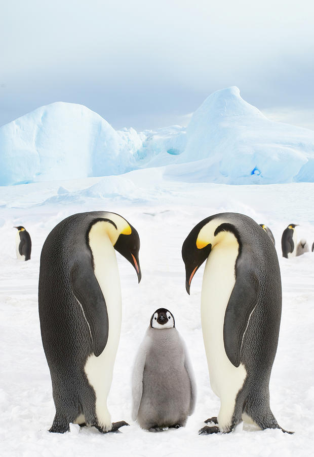 Emperor Penguins With Chick Photograph by Mike Hill