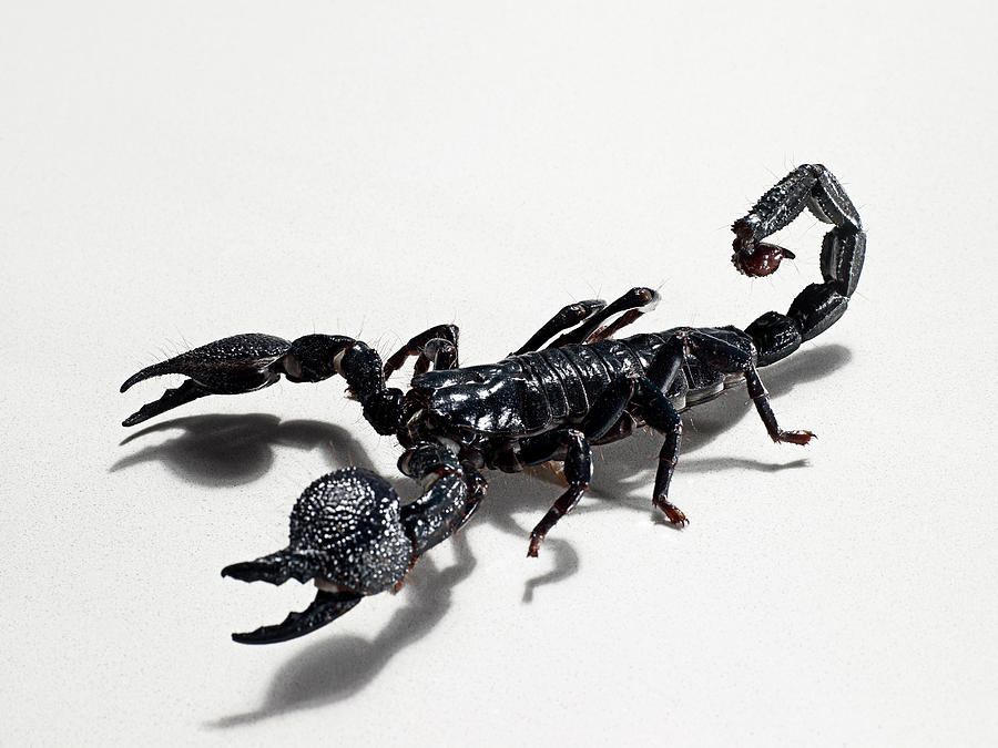 Emperor Scorpion Against White by Michael Blann