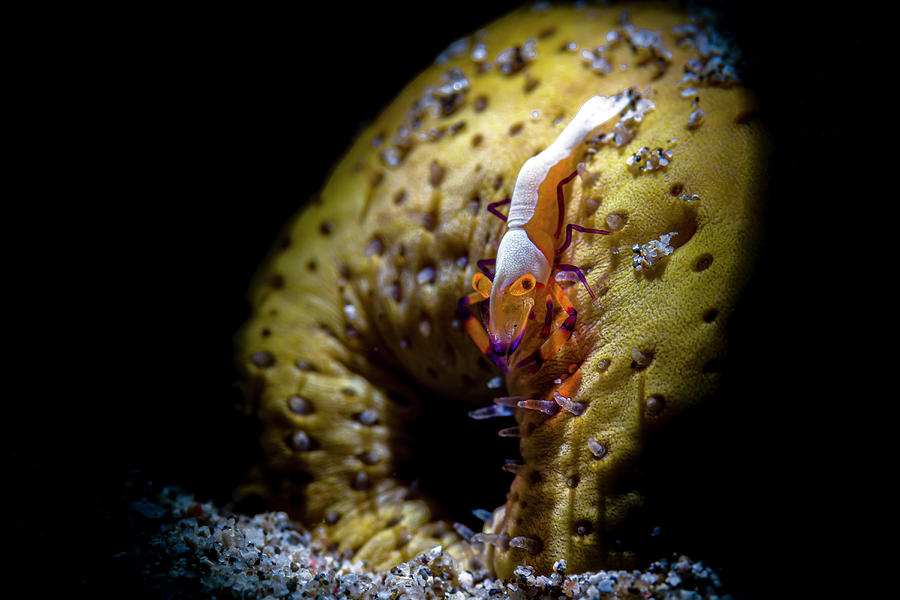 Emperor Shrimp Hanging On A Sea Photograph by Bruce Shafer