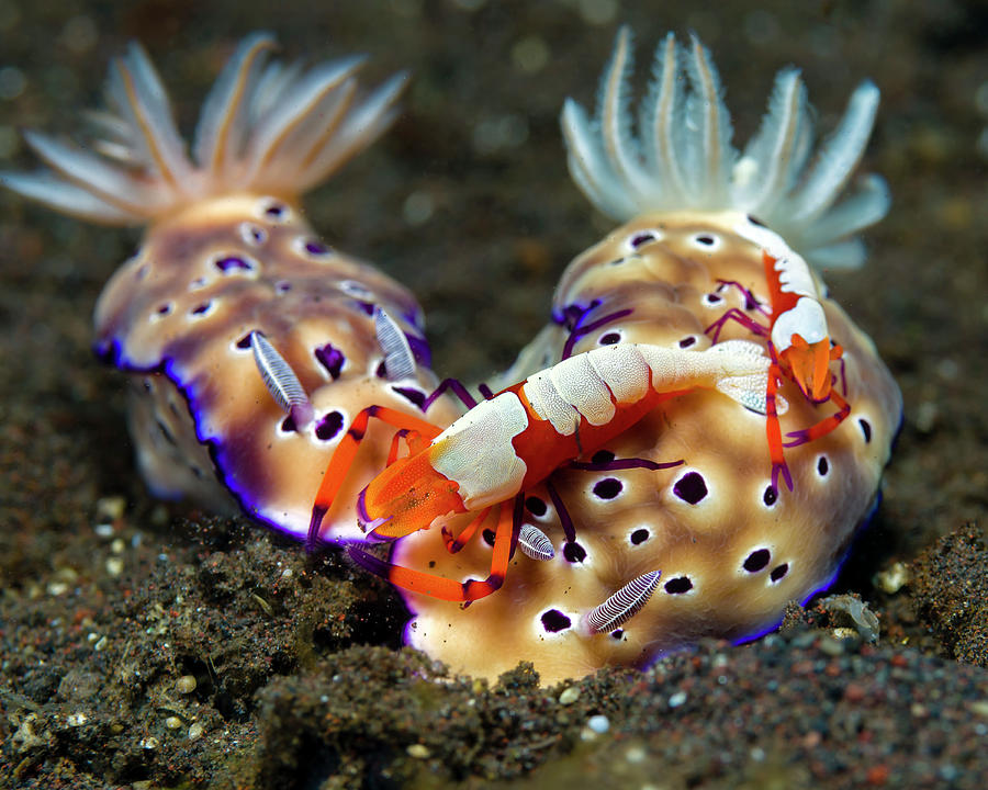 Emperor Shrimp Periclimenes Imperator Photograph by Bruce Shafer