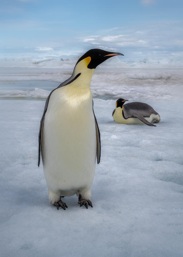 Penguin Photograph - Emperor by Siyu And Wei Photography