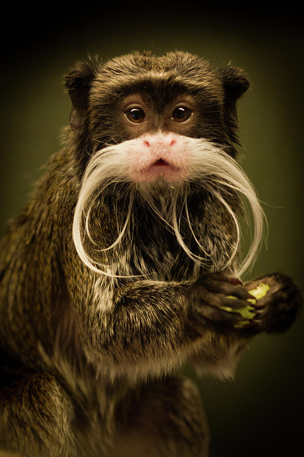 Emperor Tamarin With Apple Photograph by Peter Orr Photography
