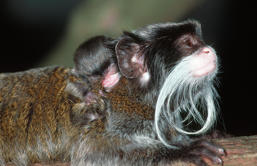 Emperor Tamarin With Young Saguinus Photograph by Nhpa