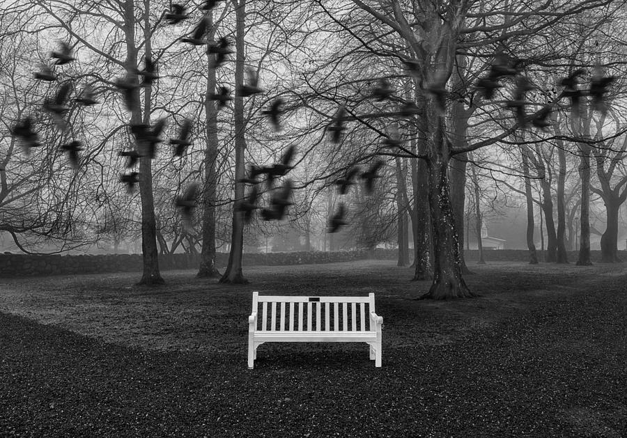 Tree Photograph - Empty Bench by Viggo Johansen