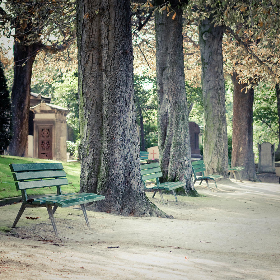 Empty Benches Lined Up With Trees Photograph by Cindy Prins