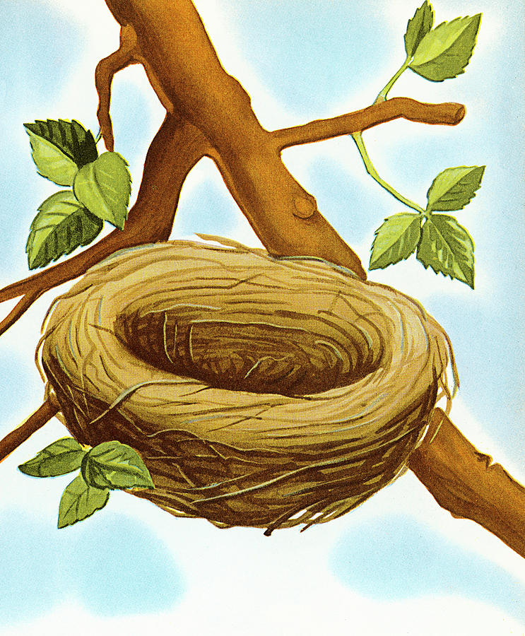 Nature Drawing - Empty Birds Nest by CSA Images