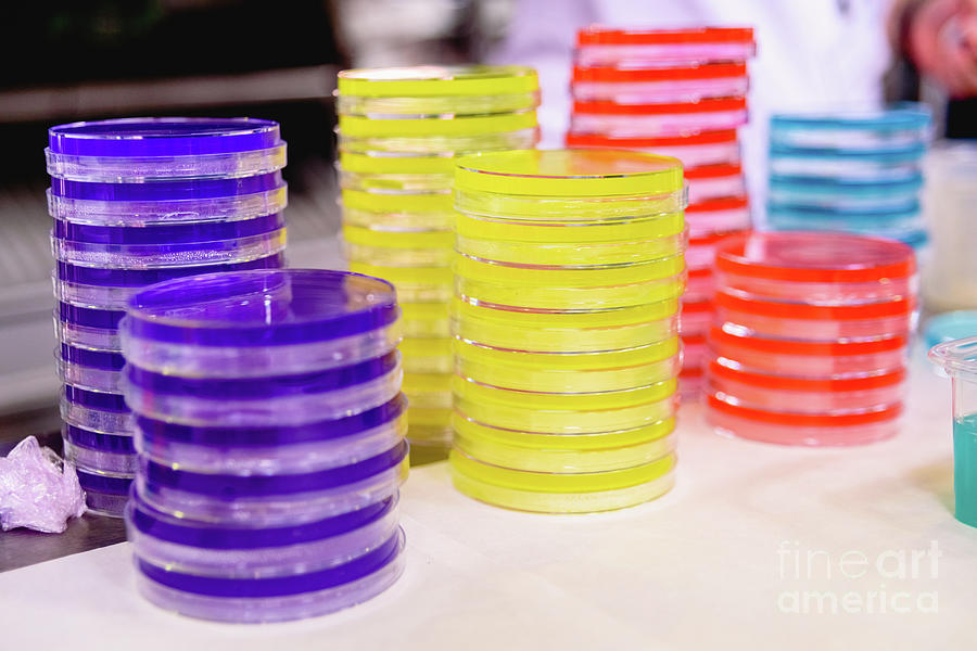 Empty colored petri dishes for use in scientific and school experiments. Photograph by Joaquin Corbalan