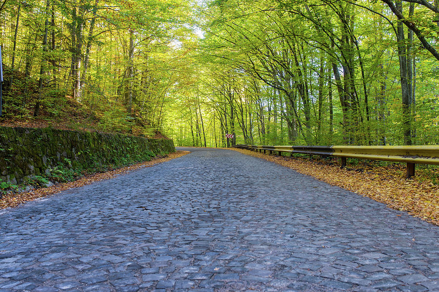 Empty, curving old cobblestone road leading trough the deciduous woods