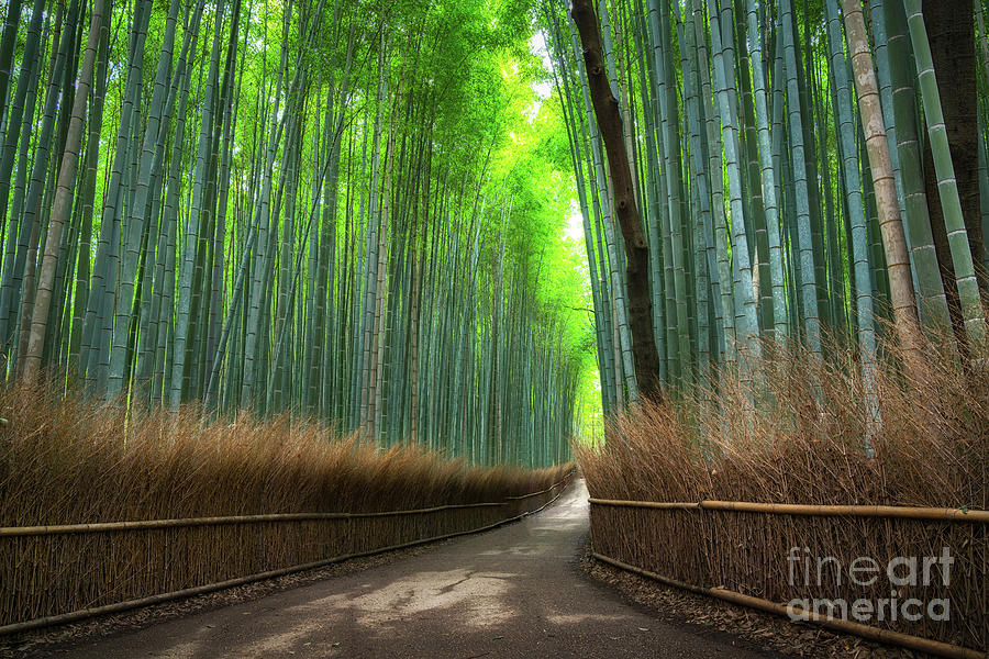 Empty Walking Path In Bamboo Grove Photograph by Tassaphon Vongkittipong