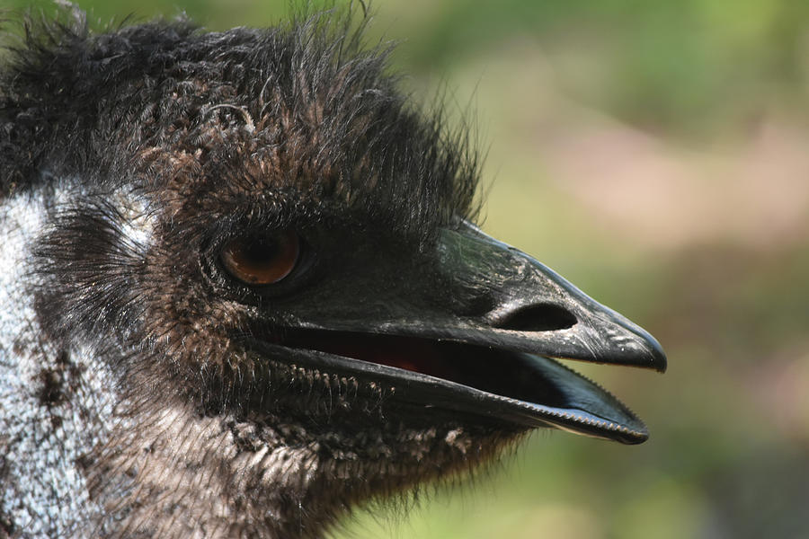 Emu Photograph - Emu Az17 1 by Robert Michaud