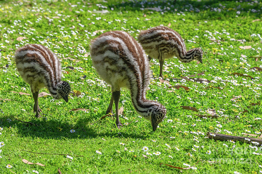 Animal Photograph - Emu Chicks by Dr P. Marazzi/science Photo Library