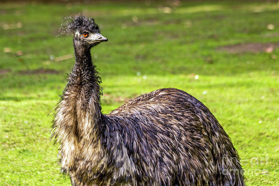Emu Do Photograph by Kate Brown