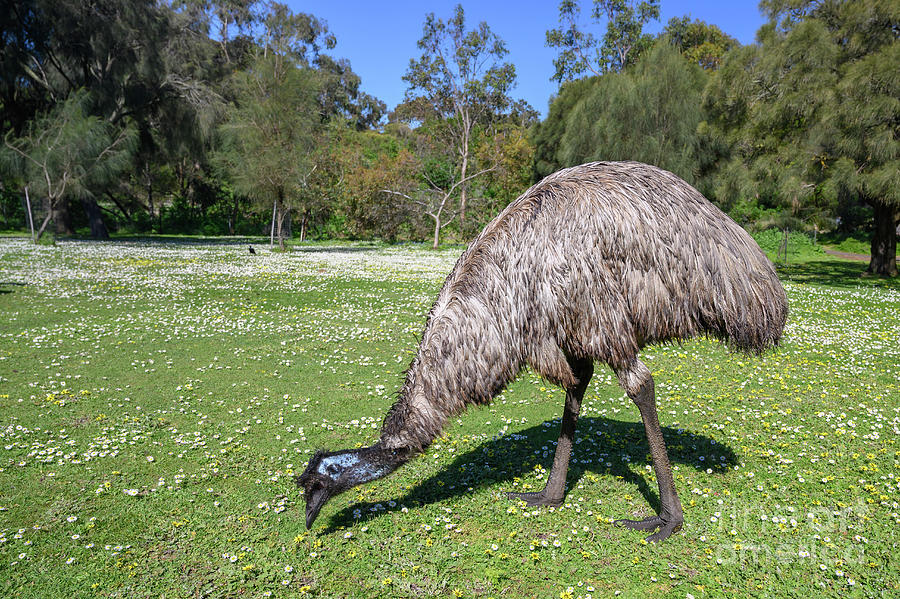 Animal Photograph - Emu by Dr P. Marazzi/science Photo Library