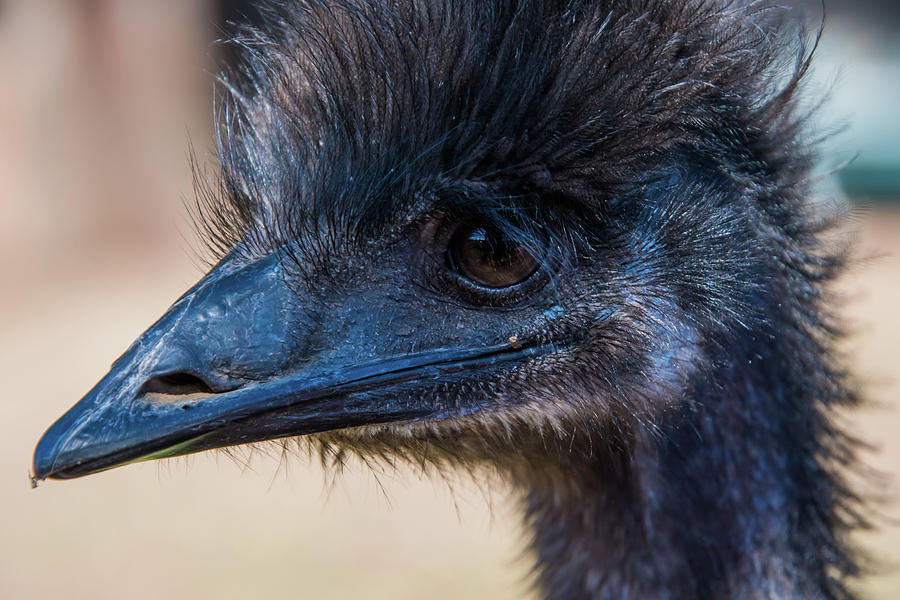 Emu in profile by Merrillie Redden Emu in profile by Merrillie Redden