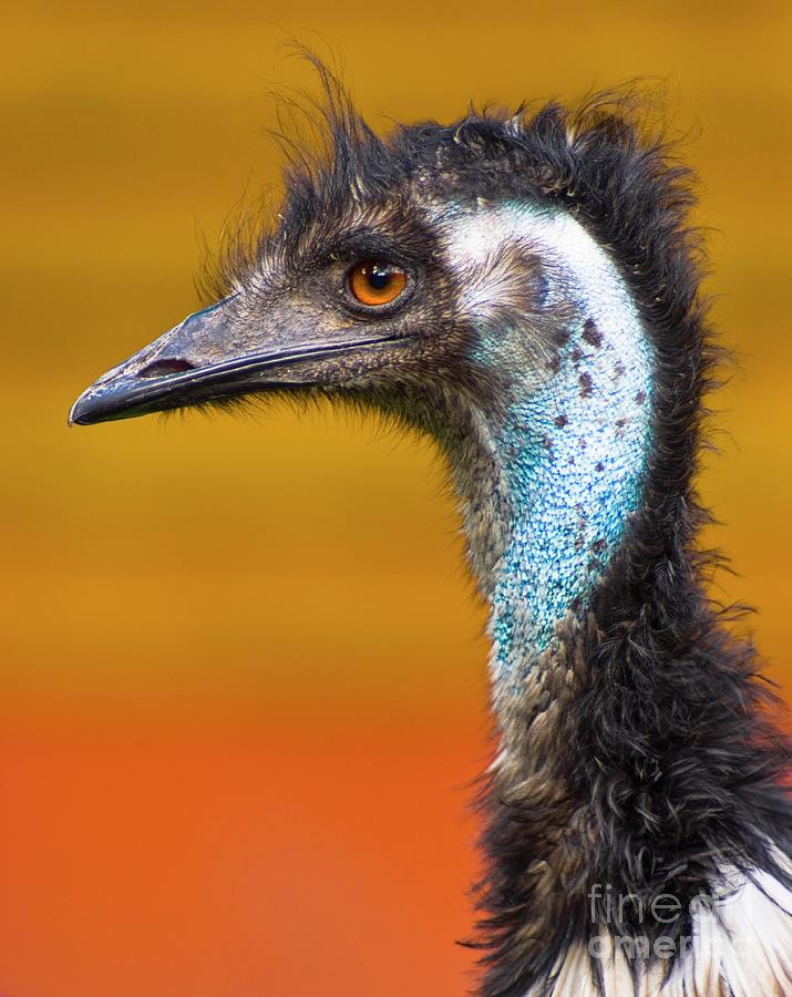 Nature Photograph - Emu by Martyn F. Chillmaid/science Photo Library