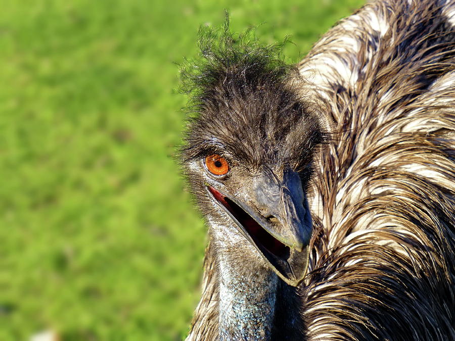 Emu Smile Photograph by Lyuba Filatova