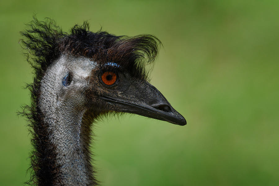 Emu Photograph - Emu Stay Punk by Mathilde Guillemot